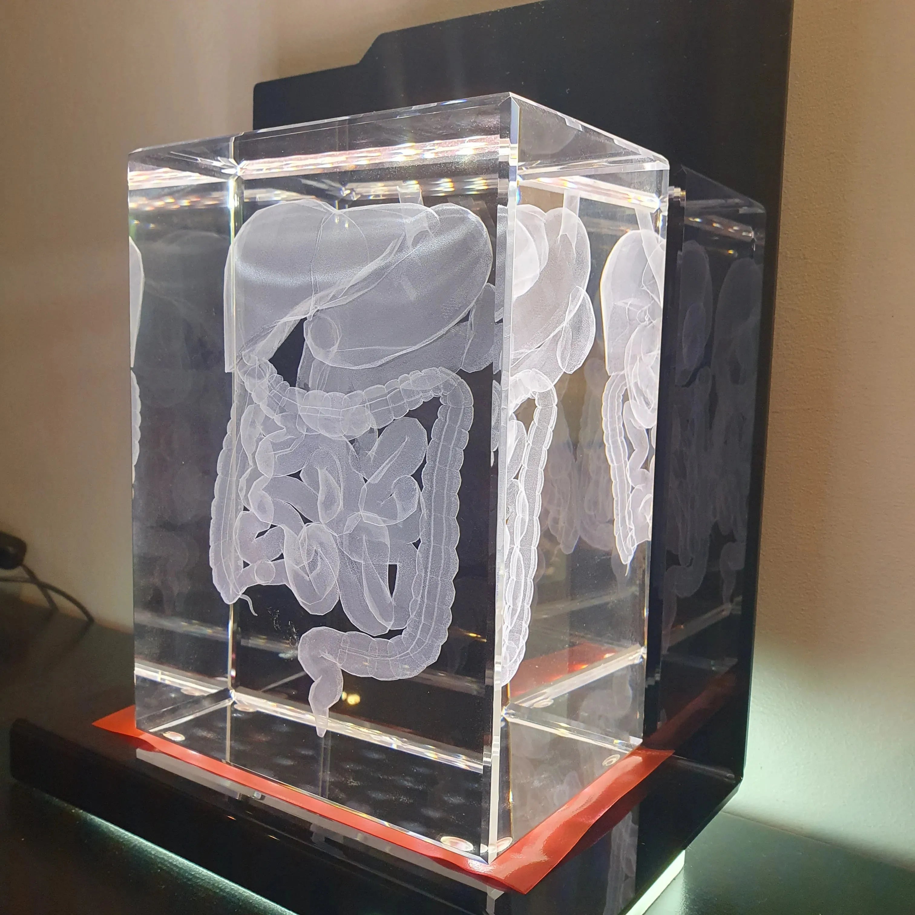 Intestin Bloc XL + Socle lumineux