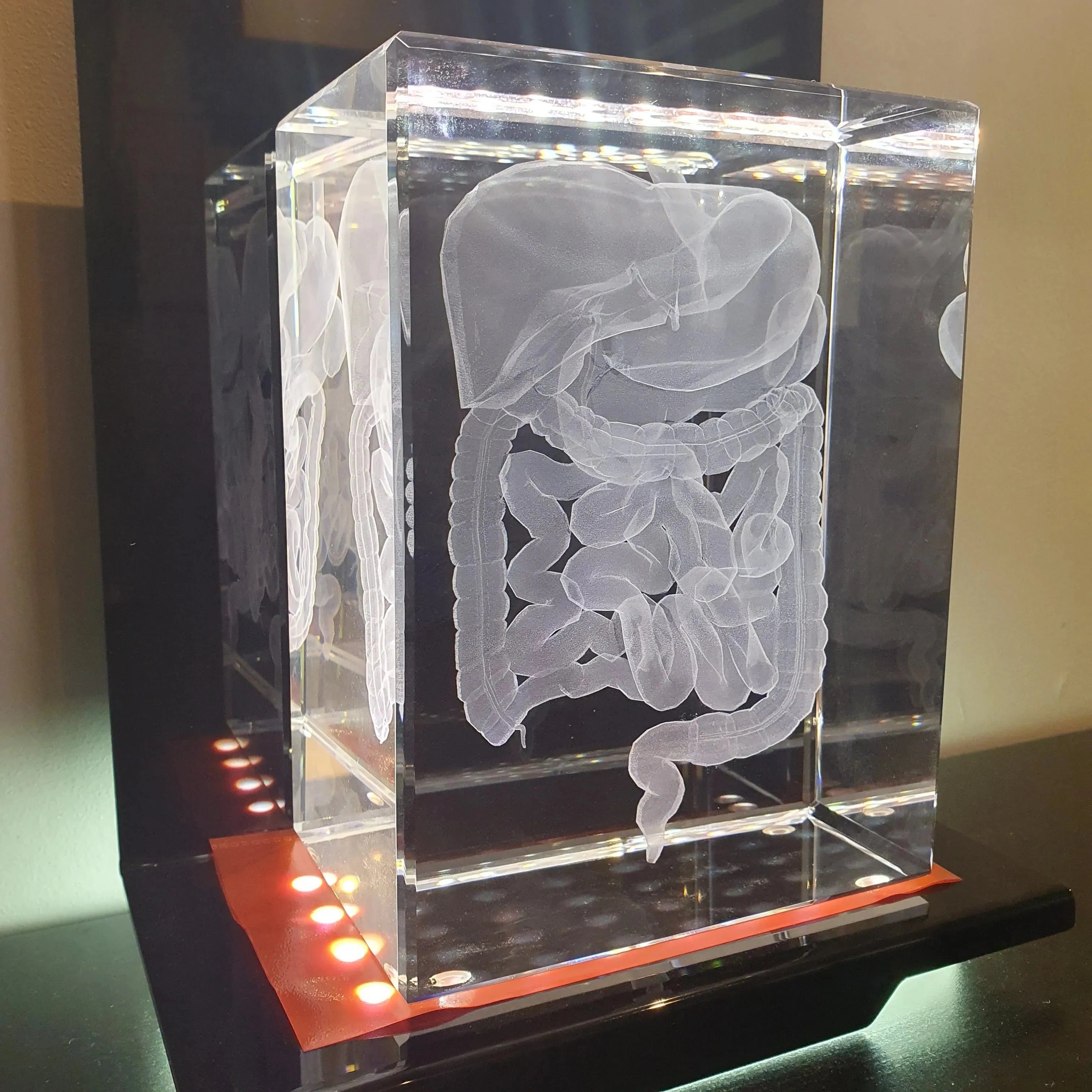 Intestin Bloc XL + Socle lumineux