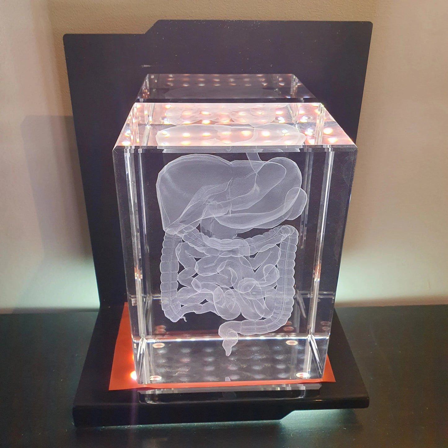 Intestin Bloc XL + Socle lumineux