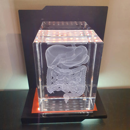 Intestin Bloc XL + Socle lumineux