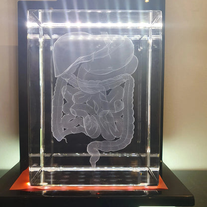 Intestin Bloc XL + Socle lumineux